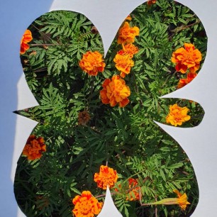 Осенняя бабочка