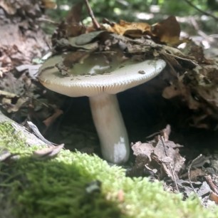 Осенний подарок