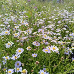 Ромашковое поле