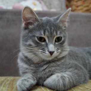 Любимый кот