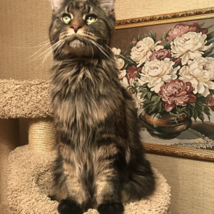 Наш большой котик