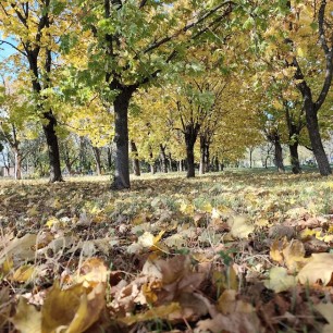 Осенний парк