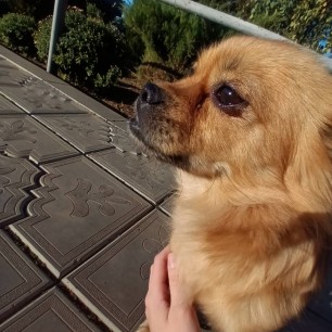 Домашний любимец