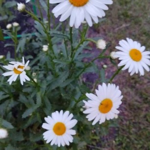 Златоглазики - ромашки