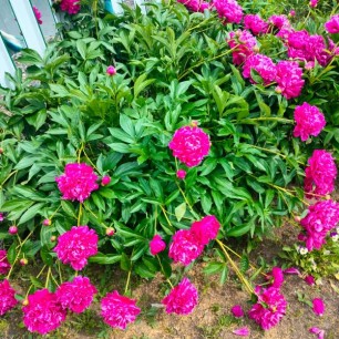 Мамины пионы