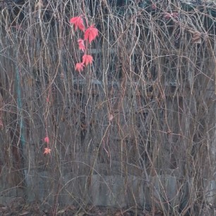 Осенняя печаль