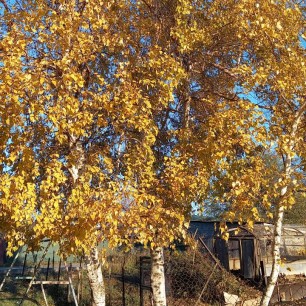 Осенние березки