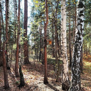 Осенний лес