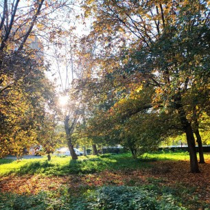 Шафран осени