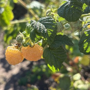 "Ягода-малина"