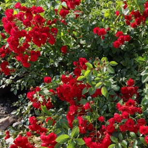 "Красавица роза".