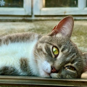 "Кошачий глаз"