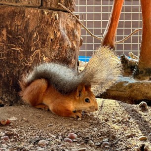 " Лесной житель"