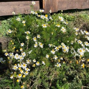 Ромашковое настроение