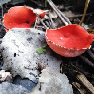 Красная шапочка