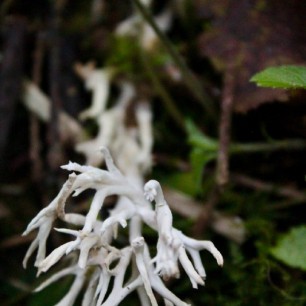 Оленьи рога