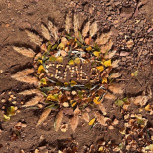 "Семейный Ленд-арт"