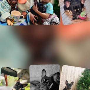 Пушистая  радость