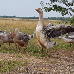 "А я полечу!"-сказал гусь"
