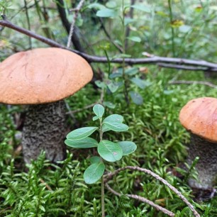 Друзья-грибочки