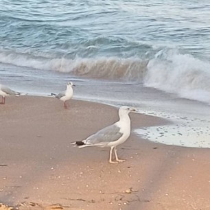 Утро на море