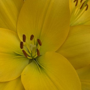 Жёлтое сияние