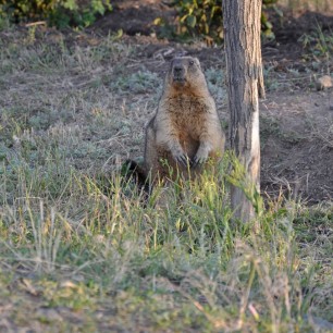 Маленький страж природы