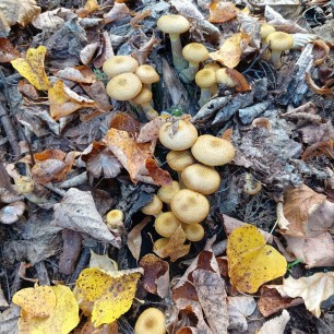 "Лесная дружина"