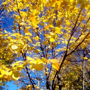 Краски осени.