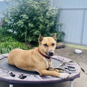 Гроза ёжиков