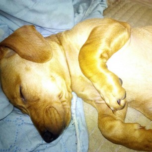 "Спи, поспи, малыш"