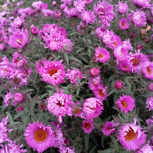 Октябринки