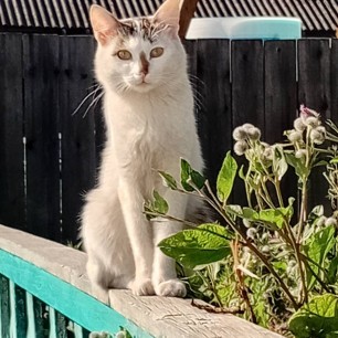 Кошка Картошка