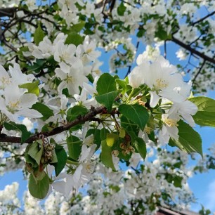 "Белоснежное очарование"