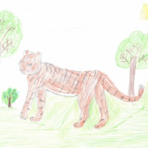 Амурский тигр