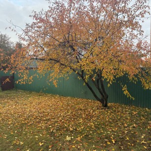 Осенняя краса