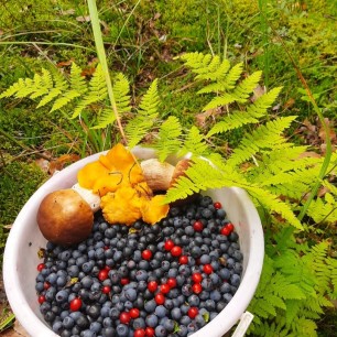 Дары леса: грибы и ягоды.