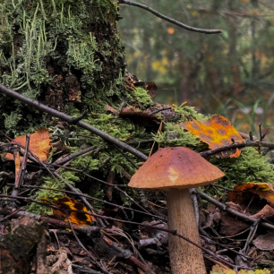 Подосиновик