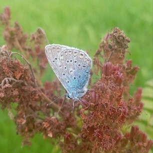 На лесной поляне