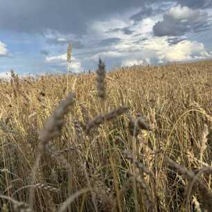 Бескрайнее поле