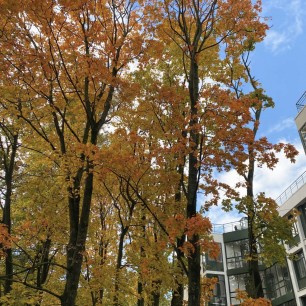«Золотая осень в городе»