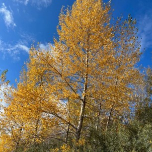 Краски осени