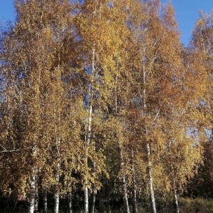 Цвета осени