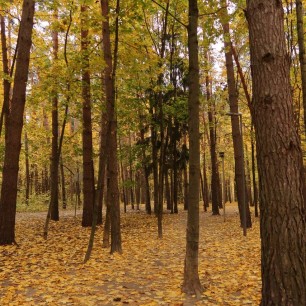 Осенний парк