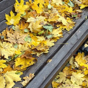 Золотая осень