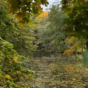 Осенний пруд