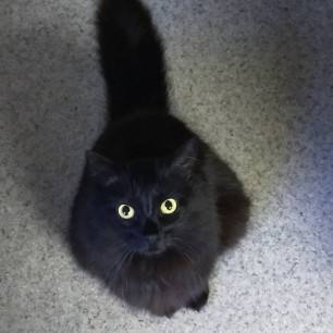 Мой кот Соломон