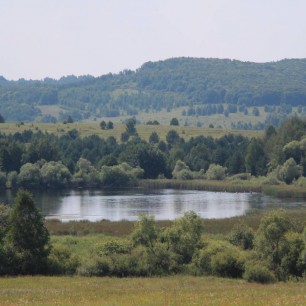 Пруд в лесу Лоховская дача