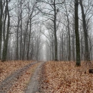 Таинственный лес