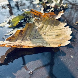 "Осенние отражения"